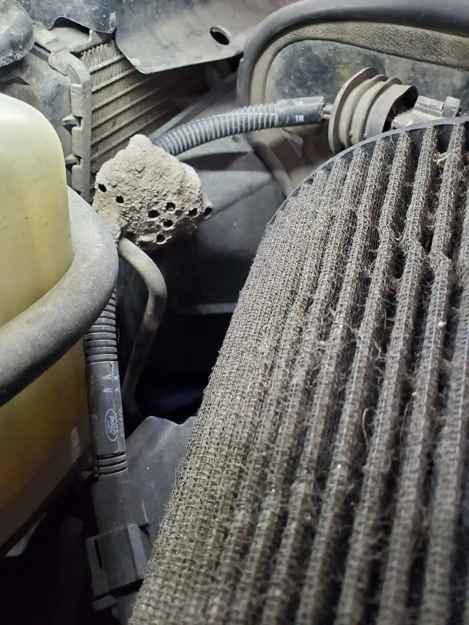 The Unexpected Find: Wasps and Cabin Air Filters Image