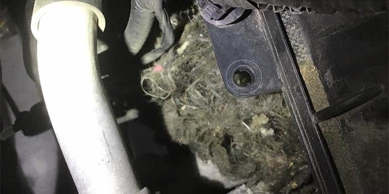 How do I keep rodents out of my vehicle? Image