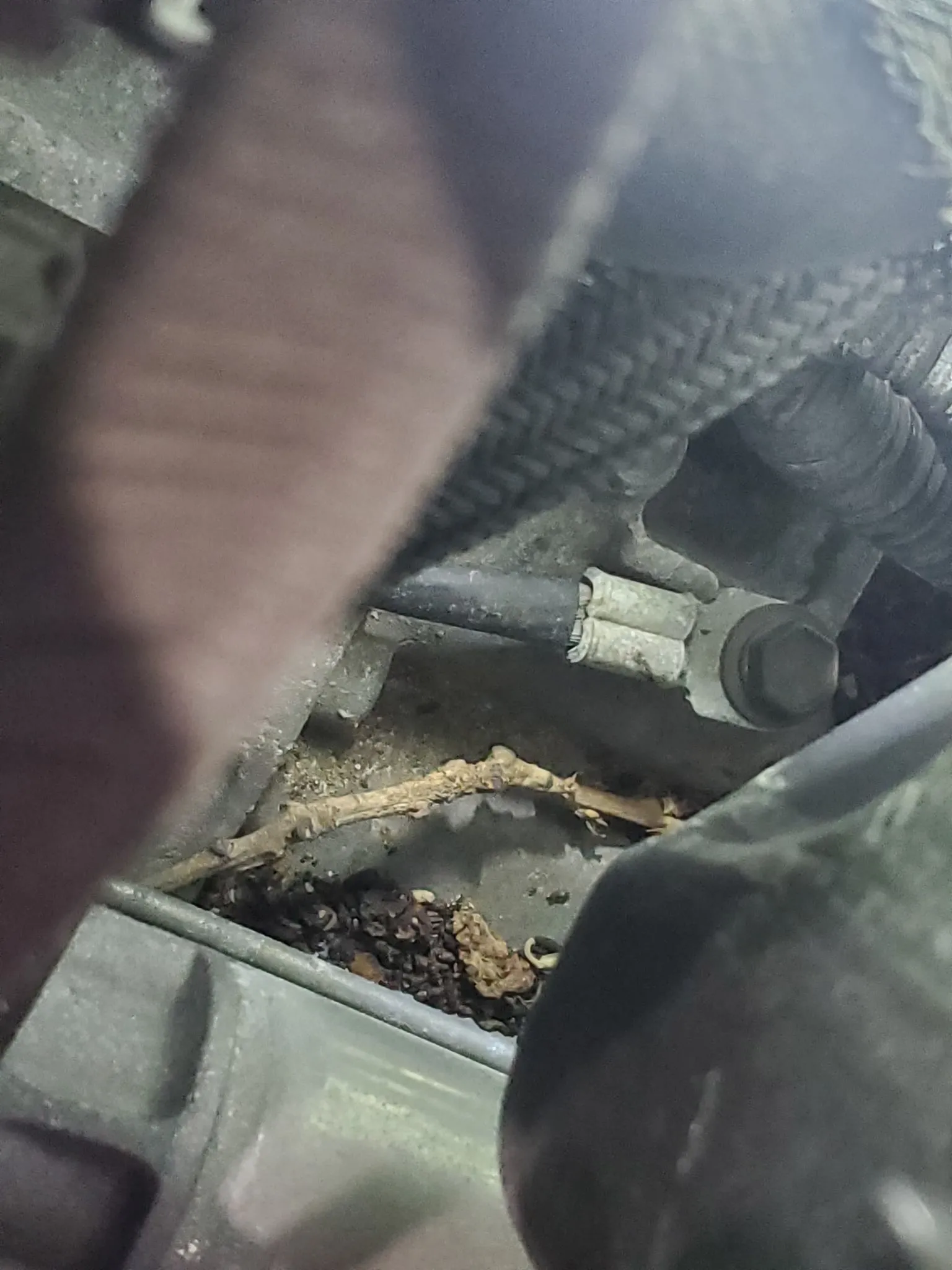 What should I do if I find mouse poop under my hood? Image