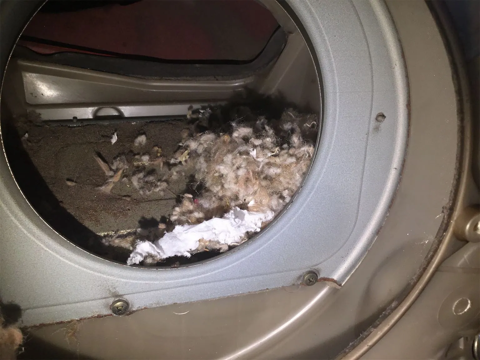 What happens if a mouse gets into my vehicle?  Image