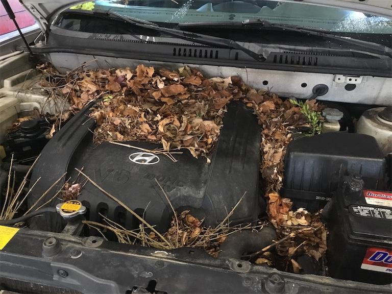 Rodents In My Vehicle?! Image