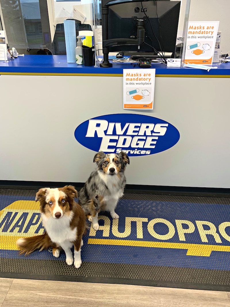 Max & Piper - Prince and Princess of Rivers Edge Services photo