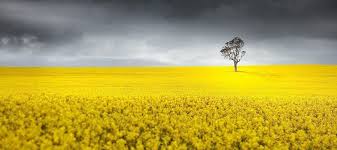 Rod's Japanese Auto Care Logo